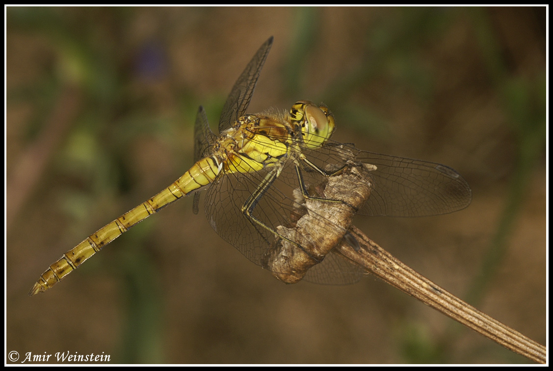 Odonata d''Israele for ID